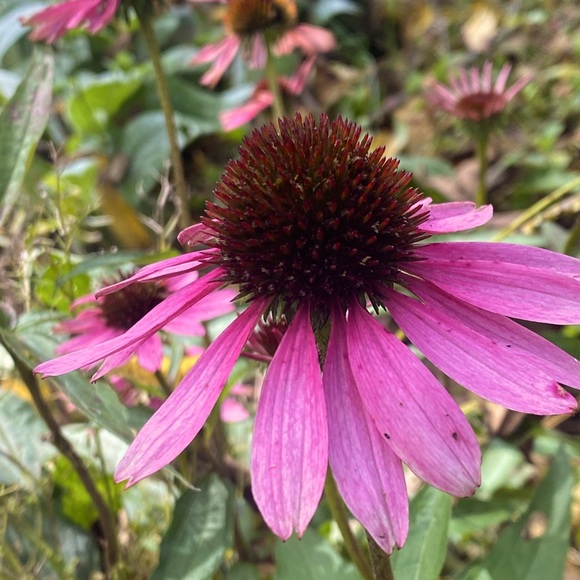 Meet your Posher, Jules - Picture 5 of 6